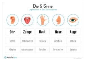 Die 5 Sinne - MaterialGuru